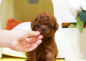 TOY POODLE YAVRULARIM